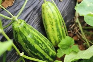 今日吃瓜什么意思,揭秘娱乐圈最新热点事件