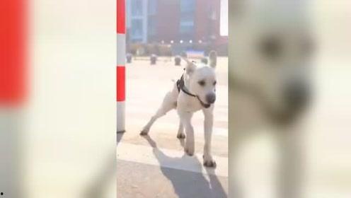 今日吃瓜人不狗带,揭秘娱乐圈幕后故事，不狗带，只真相