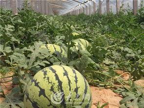 德州临邑爆料吃瓜,揭秘背后真相