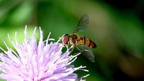 今日新鲜事吃瓜的小蜜蜂,揭秘娱乐圈幕后风云